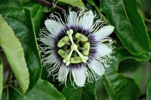 MWay productions | Bezinning | Passiflora